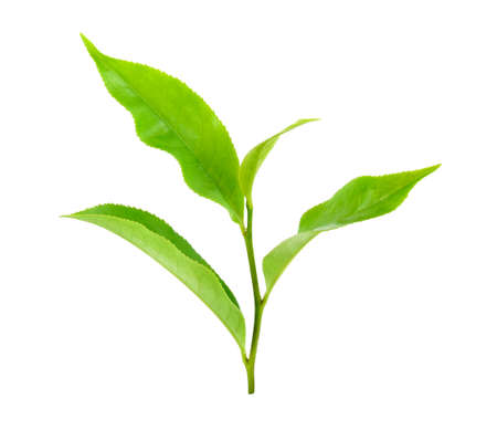 Green tea leaf on white backgroundの写真素材