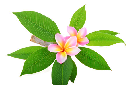 Green tea leaf on white backgroundの写真素材
