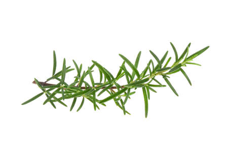 Green tea leaf on white backgroundの写真素材
