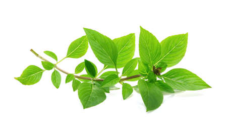 Green tea leaf on white backgroundの写真素材