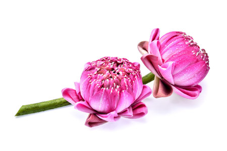 Radicchio, red salad isolated on white backgroundの写真素材