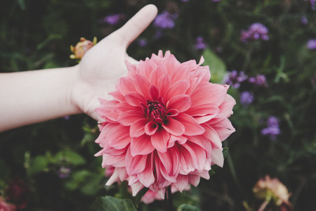 This flower was so pleasant to look at while I was walking in the gardenの写真素材