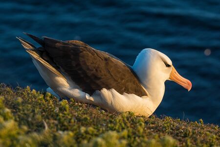 An albatross sits on the coastの写真素材