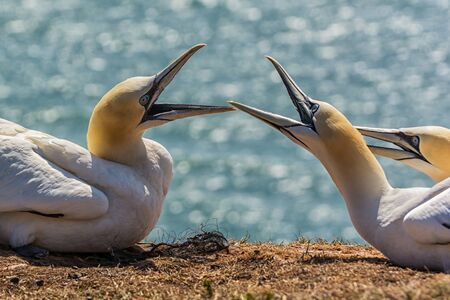 Northern gannets on the offshore island of Helgoland in the German North Seaの写真素材