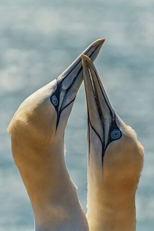 Northern gannets on the offshore island of Helgoland in the German North Seaの写真素材