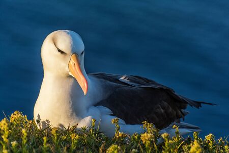 An albatross sits on the coastの写真素材