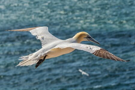 Northern gannets on the offshore island of Helgoland in the German North Seaの写真素材