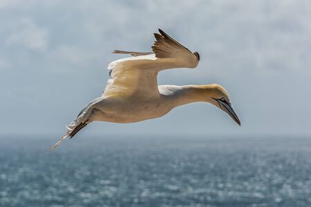 Northern gannets on the offshore island of Helgoland in the German North Seaの写真素材