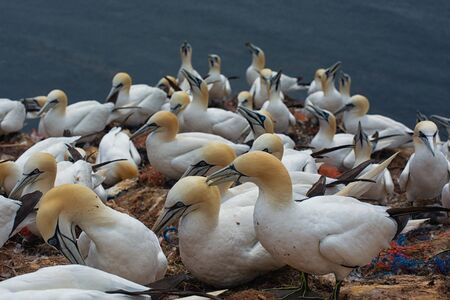Northern gannets on the offshore island of Helgoland in the German North Seaの写真素材