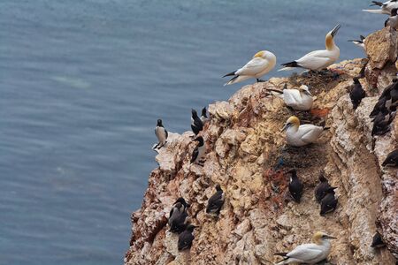 Birds on the Lange Anna on the offshore island of Helgoland in the German North Seaの写真素材