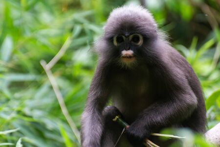 Spectacles in the trees of the peninsula in the trees of Railay in Thailandの写真素材