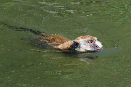 Macaque swims on Langkawi in Malaysiaの写真素材