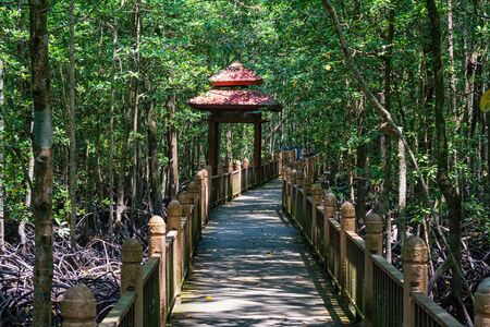 Mangrove forest on Langkawi in Malaysiaの写真素材
