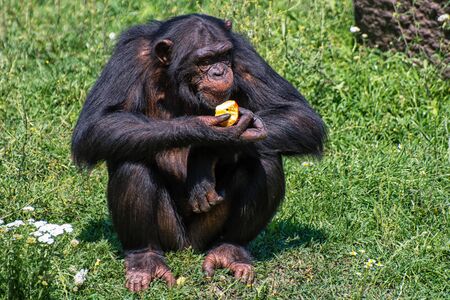 A chimpanzee eats an apple