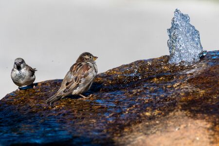 Sparrows drink at a fountain