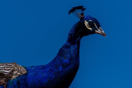 Head of a blue peacockの写真素材