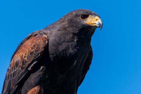 Desert falcon lurks for prey