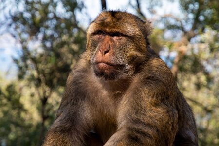 Barbary Macaque on the Rock of Gibraltar