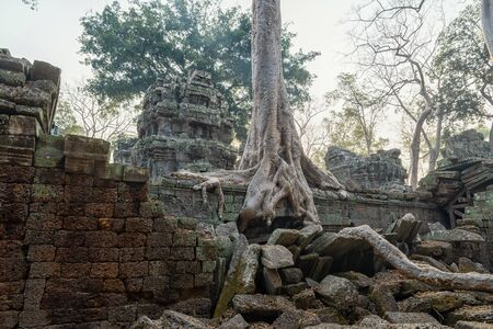 The Ta Prohm Temple near Angkor Wat in Cambodiaの写真素材