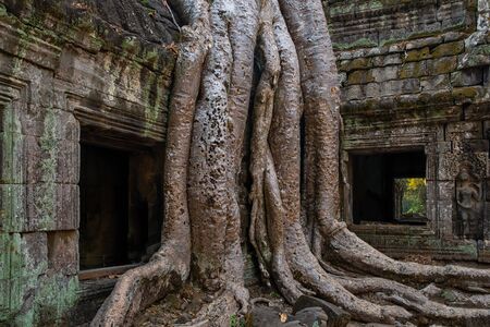 The Ta Prohm Temple near Angkor Wat in Cambodiaの写真素材