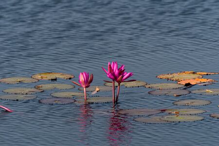 Pink water lilies in a lake in Cambodiaの写真素材