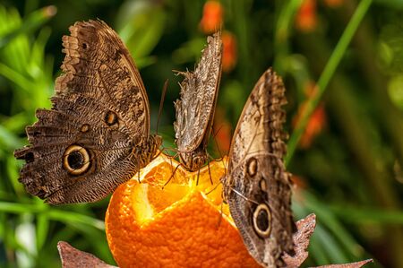 Banana butterflies eat an orangeの写真素材