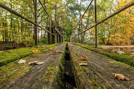 Wooden footbridge in the Duvenstedter Brook nature reserve in Hamburgの写真素材