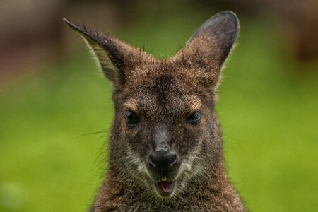 Close up of the head of a Bennett kangaroo