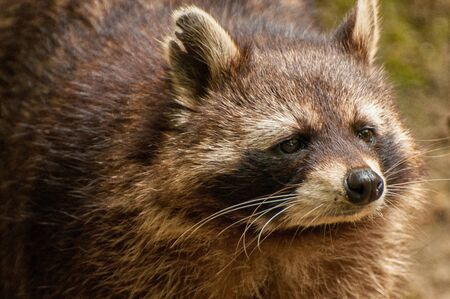 Close-up of a raccoon's headの写真素材