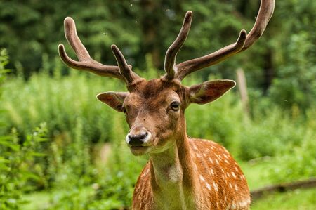 Close-up of the head of a fallow deer