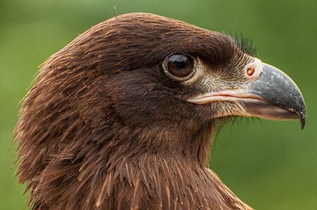 Close-up of the head of a Falkland Caracara