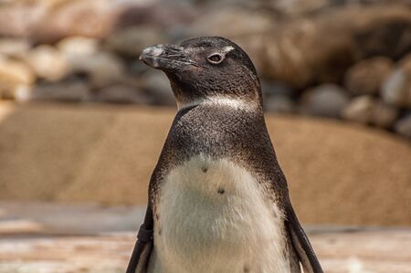 Close-up of the head of a penguinの写真素材