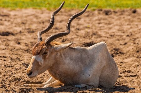 A Mendes antelope lies in the steppeの写真素材