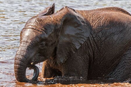 An African elephant in a water holeの写真素材
