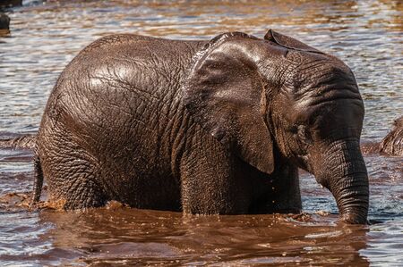 An African elephant in a water holeの写真素材