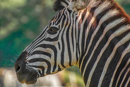 Close-up of the head of a steppe zebraの写真素材