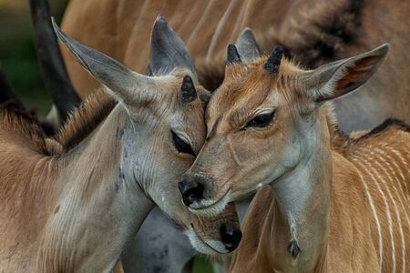The heads of cuddling elephant antelopesの写真素材