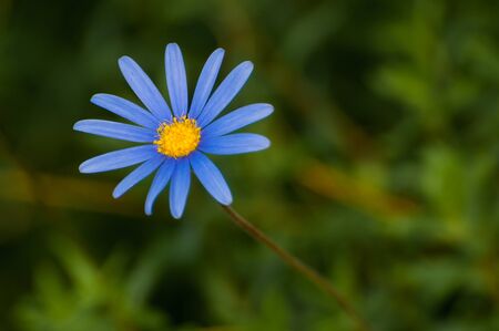 The blue blossom of a flowerの写真素材