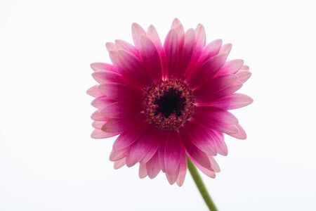 The pink flower of a gerberaの写真素材