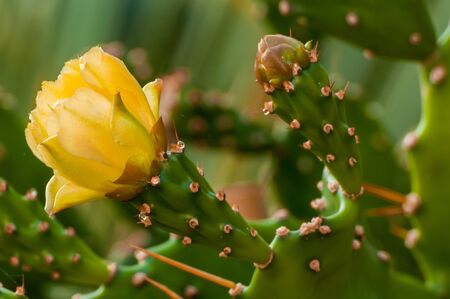 The blossom of a prickly pearの写真素材