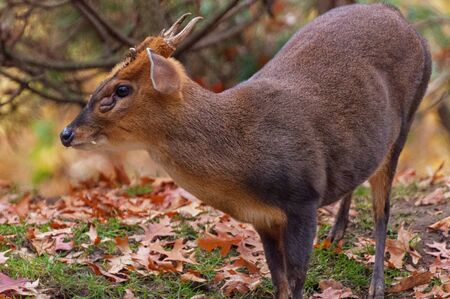A Chinese Muntjak roams the forestの写真素材