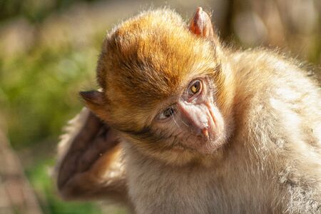 A Barbary Macaque scratches its head thoughtfully