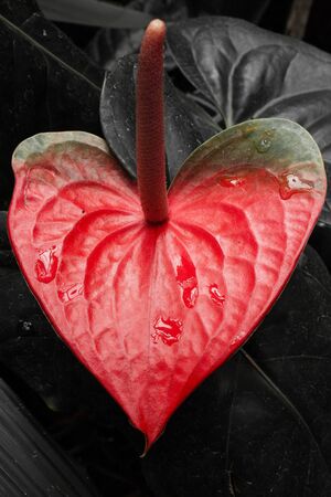 The heart-shaped leaf of a flamingo flowerの写真素材
