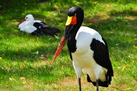 A saddle stork walks across a meadowの写真素材