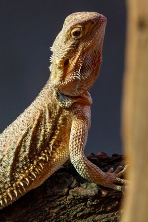 The head of a bearded dragonの写真素材