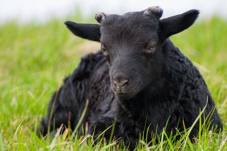 A black lamb lies in a meadowの写真素材