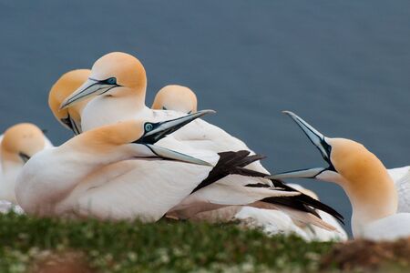 Northern gannets on the island of Helgolandの写真素材