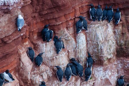 Black-footed gulls and kittiwakes on the lummen rock on Helgolandの写真素材