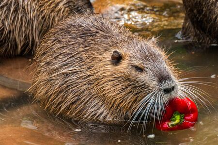 A nutria eats a pepperの写真素材