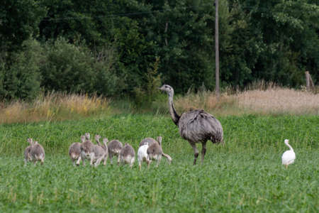 Wild Nandus with children on a field in Mecklenburg West Pomeraniaの写真素材